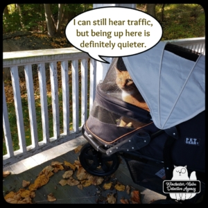 Oliver in stroller