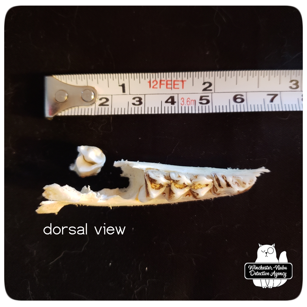 20201014 mandible 2