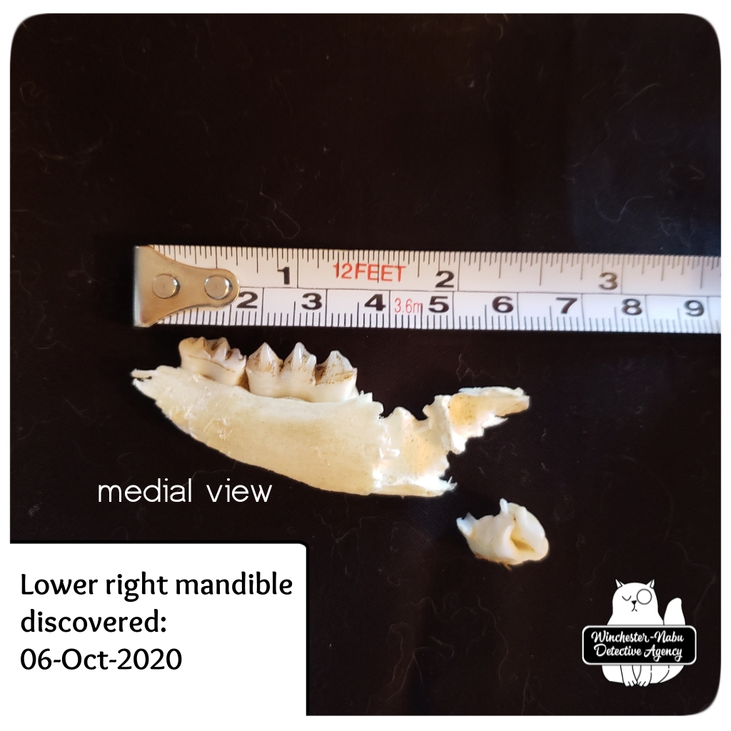 20201014 mandible 4