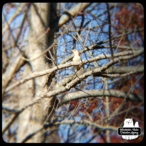 woodpecker on tree branch
