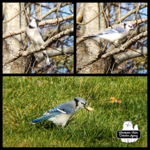 bluejay collage