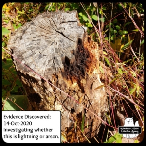 burned tree stump