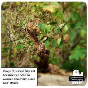 chipmunk on branch