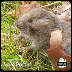 meadow vole