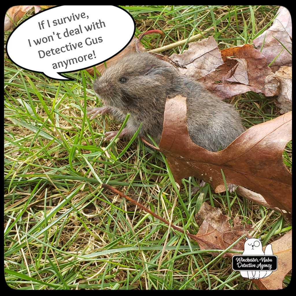 20201103 vole6