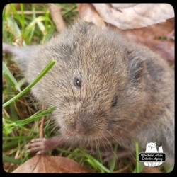 meadow vole