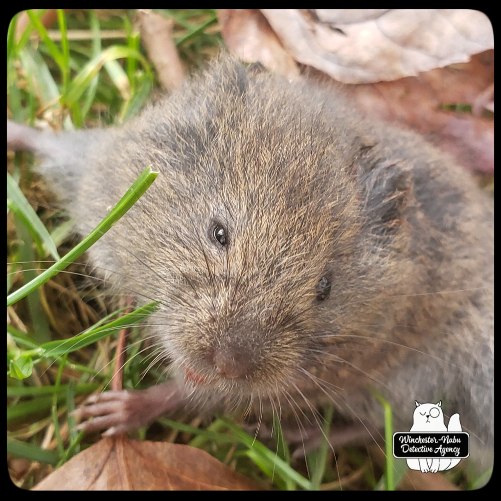 20201103 vole7