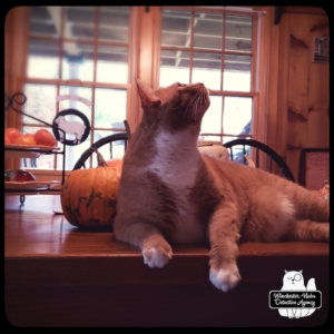 Oliver on table by pumpkin