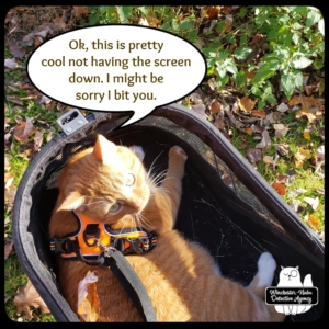 Ollie in his buggy with the top open
