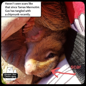 close up of chipmunk injured