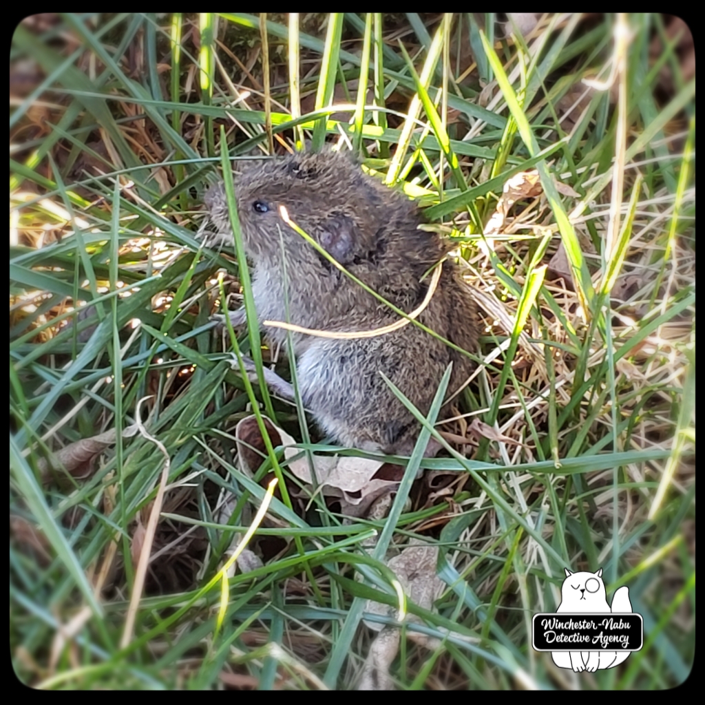 20201118_vole3