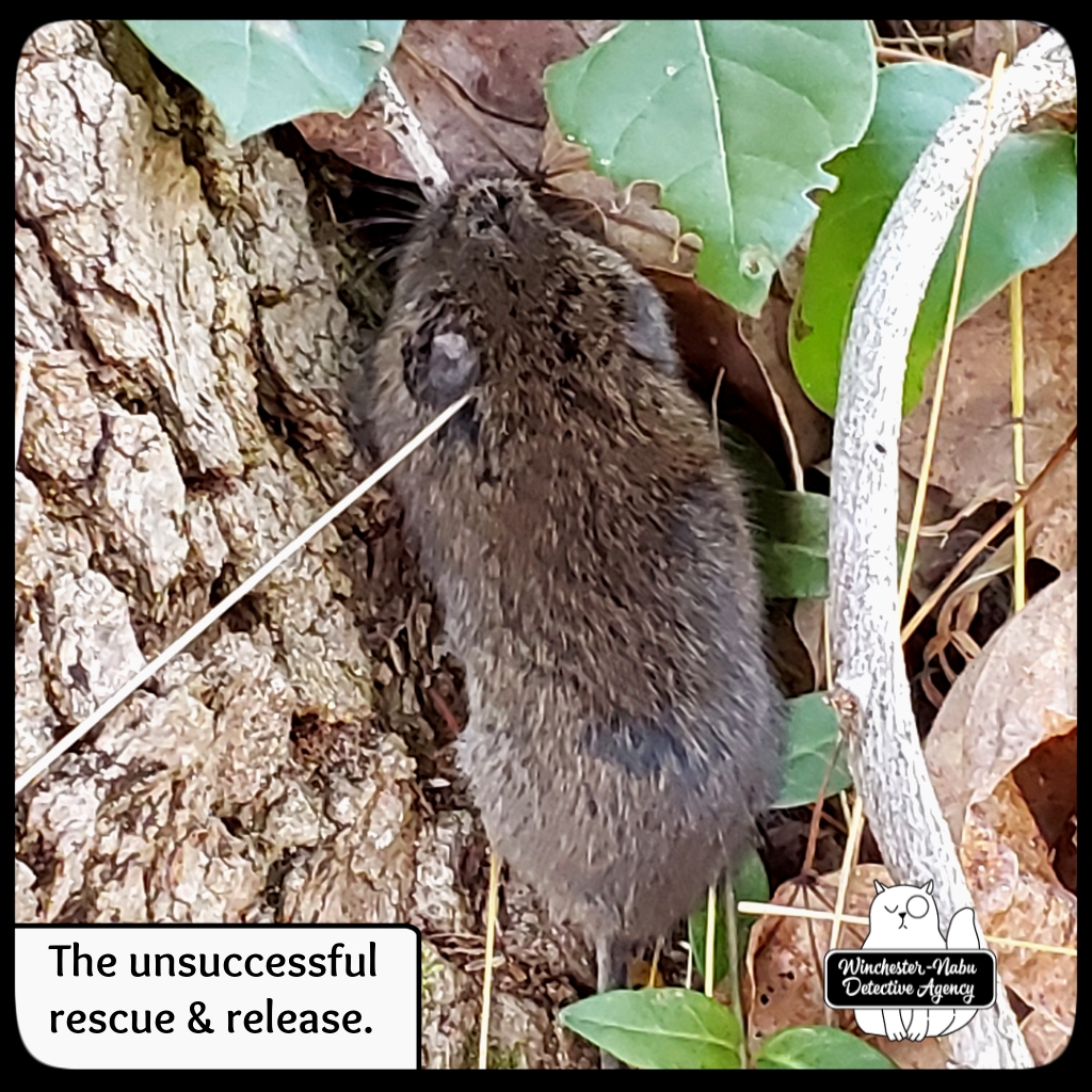 20201118_vole5
