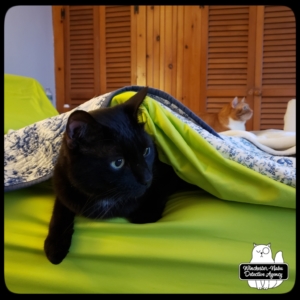 Gus and Ollie in bed