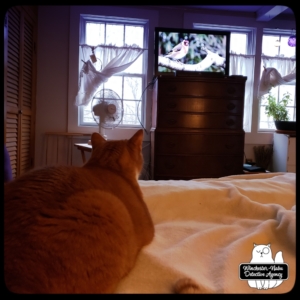 Ollie watching tv birds