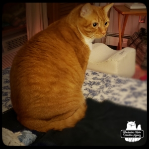 Ollie on the bed sitting up