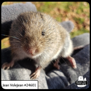 close up of a meadow vole Jean Volejean