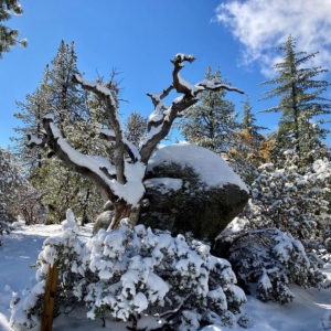 Idyllwild Nature Center