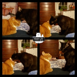 collage of Ollie and Gus on the bed
