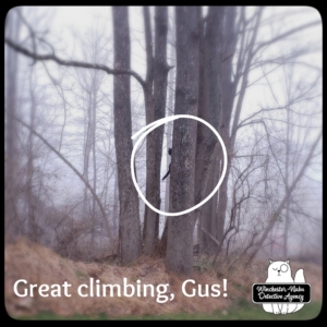 Gus climbing tree