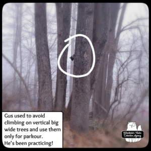 Gus in tree