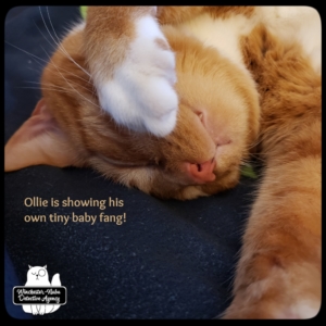 Oliver sleeping