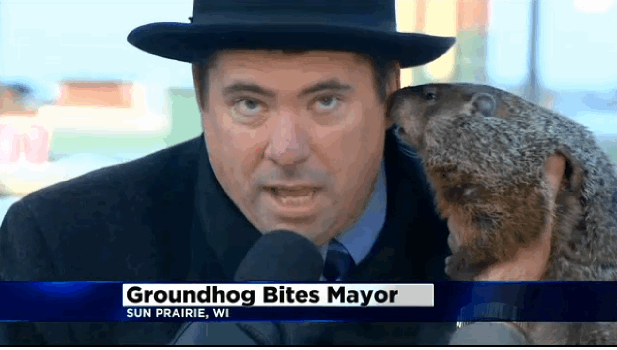 mayor bit by groundhog