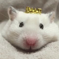 white rat wearing crown