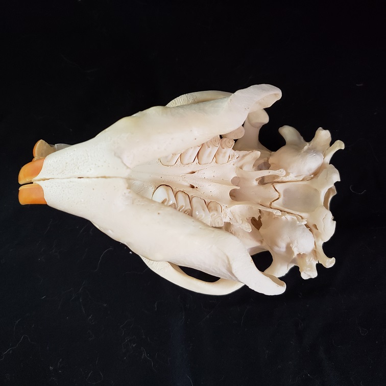 beaver skull inferior view