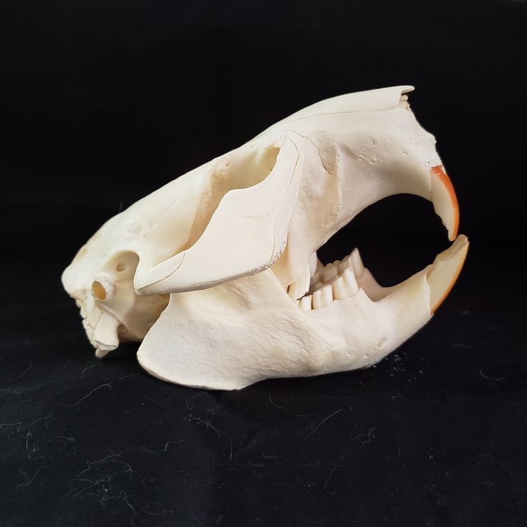 beaver skull side view