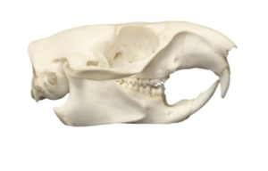 groundhog skull