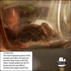 valentine's mouse in jar