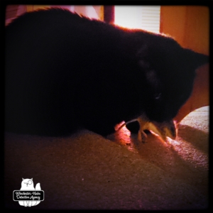 Gus with mouse in his mouth under the bed