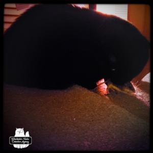 Gus with mouse in his mouth under the bed