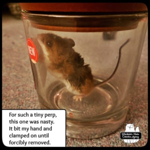 mouse in jar