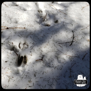 wildlife tracks in snow