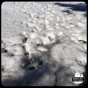 wildlife tracks in snow