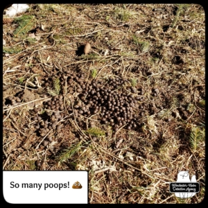 deer poop pile