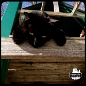 Gus lying on the Fort Winchester porch