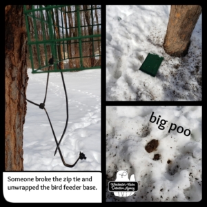 collage of bird feeder