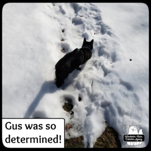 Gus in snow