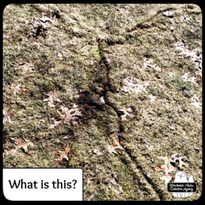 lines in the soil