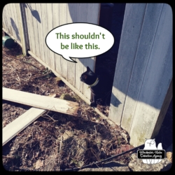 Gus finds broken fence