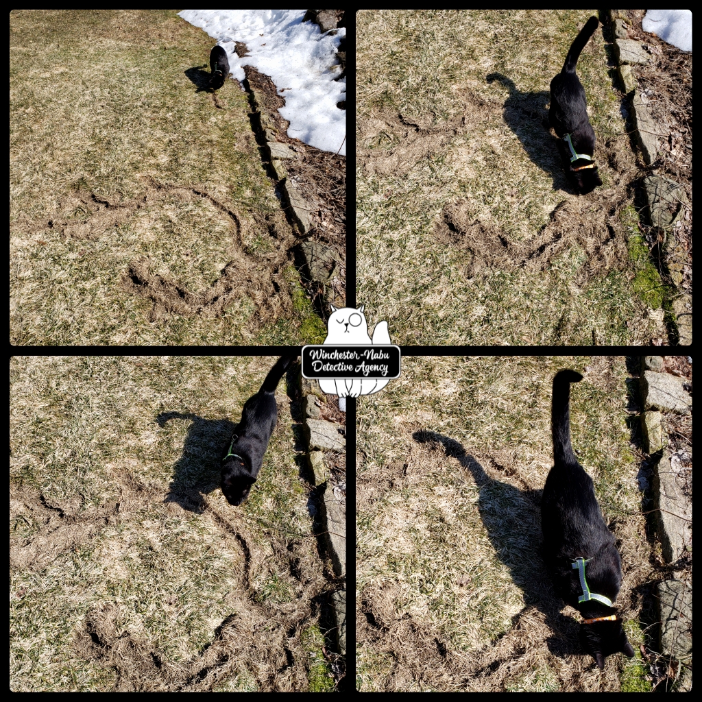 pixlr_20210311152012335_wm