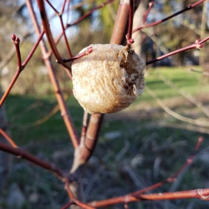 praying mantis cocoon egg