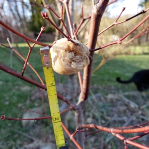 praying mantis cocoon egg