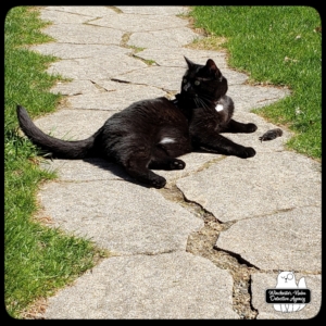 Gus with vole