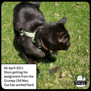 Gus with vole in the grass