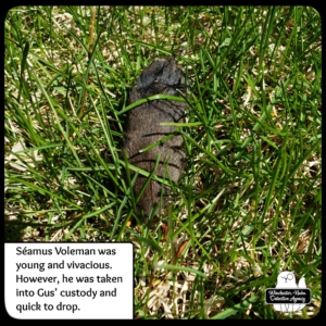 Seamus Voleman in the grass