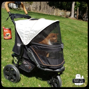 Oliver in his stroller