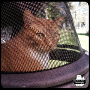 Oliver in his stroller